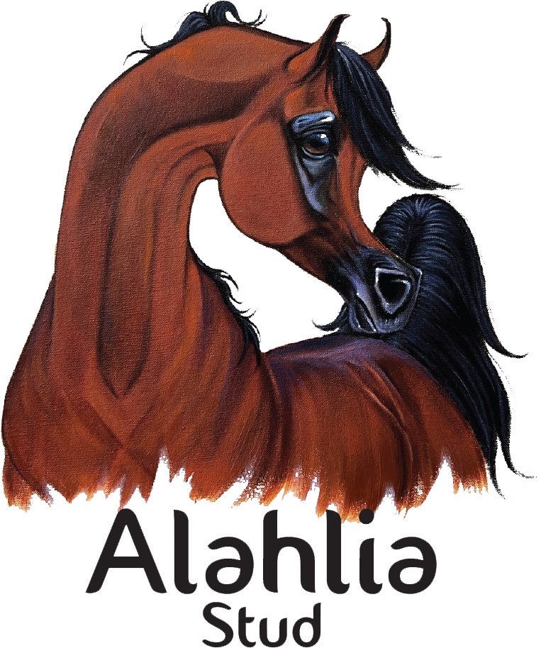 Alahlia Stud